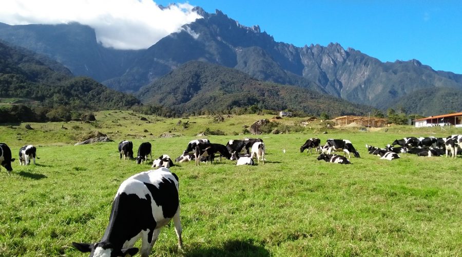 New Zealand Malaysi - Desa Cattle Dairy Farm