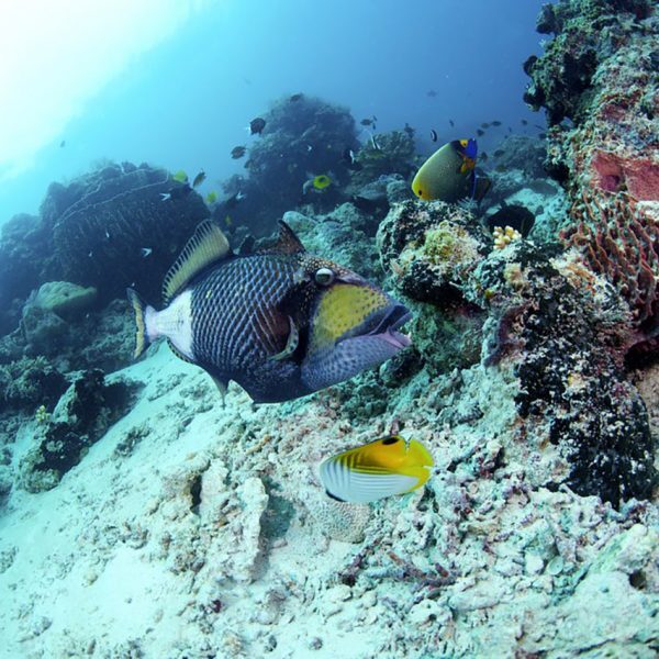 Pakej-Mabul-Reef